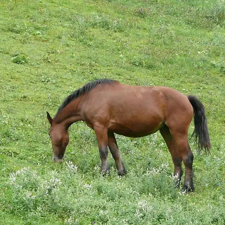Alojamento de Acomodação e Pequeno-almoço Chez Sylvie