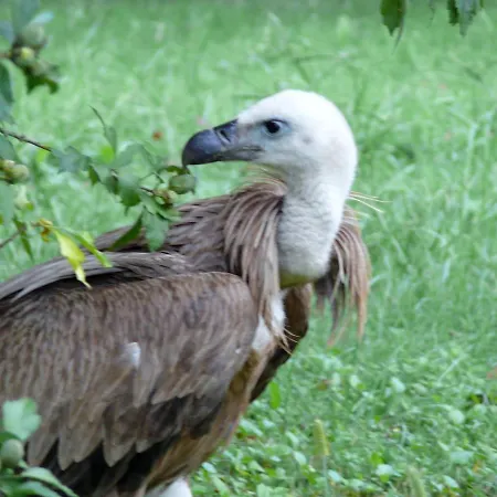 Chez Sylvie Alojamento de Acomodação e Pequeno-almoço 3*