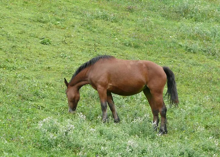 Oda ve Kahvaltı Chez Sylvie